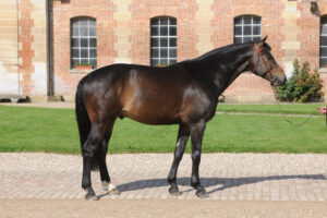 découvrez comment choisir la selle française idéale pour l'équitation, alliant confort, qualité et performance pour vous et votre cheval.