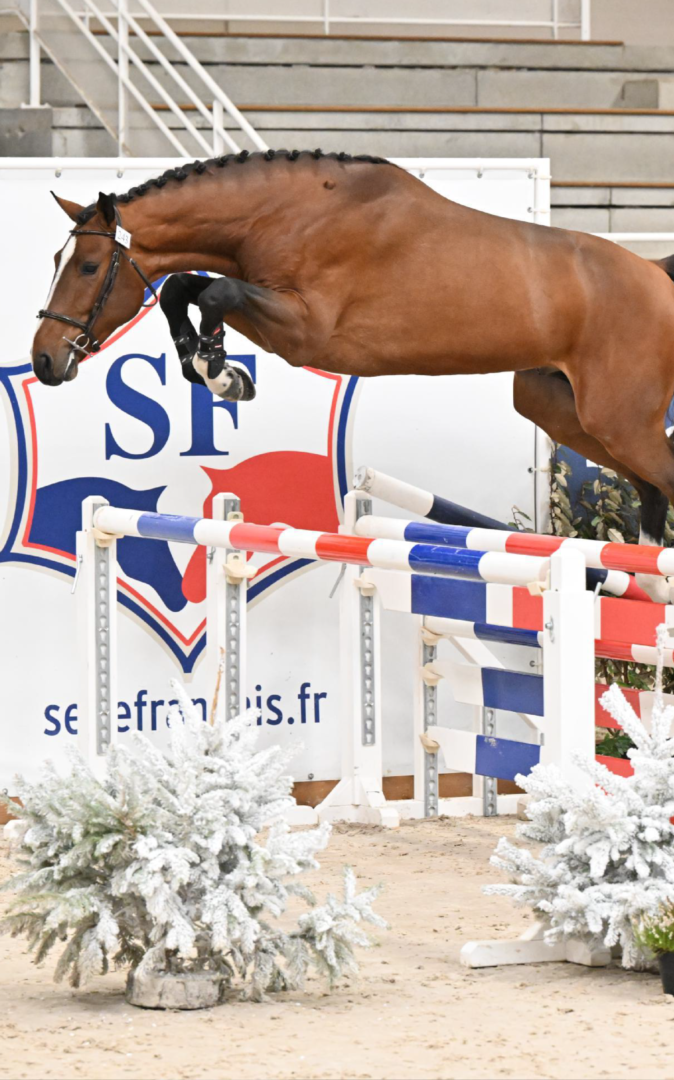 découvrez comment choisir la selle française idéale pour l'équitation, alliant confort, qualité et performance pour vous et votre cheval.