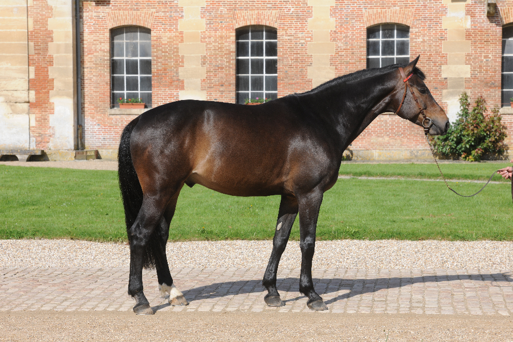 découvrez comment choisir la selle française idéale pour l'équitation, alliant confort, qualité et performance pour vous et votre cheval.