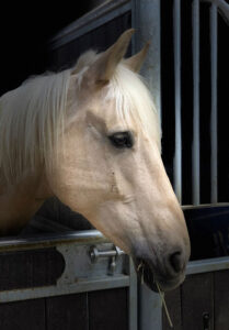 découvrez nos conseils pour vendre votre cheval rapidement et efficacement, en mettant en valeur ses qualités et en ciblant les bons acheteurs.