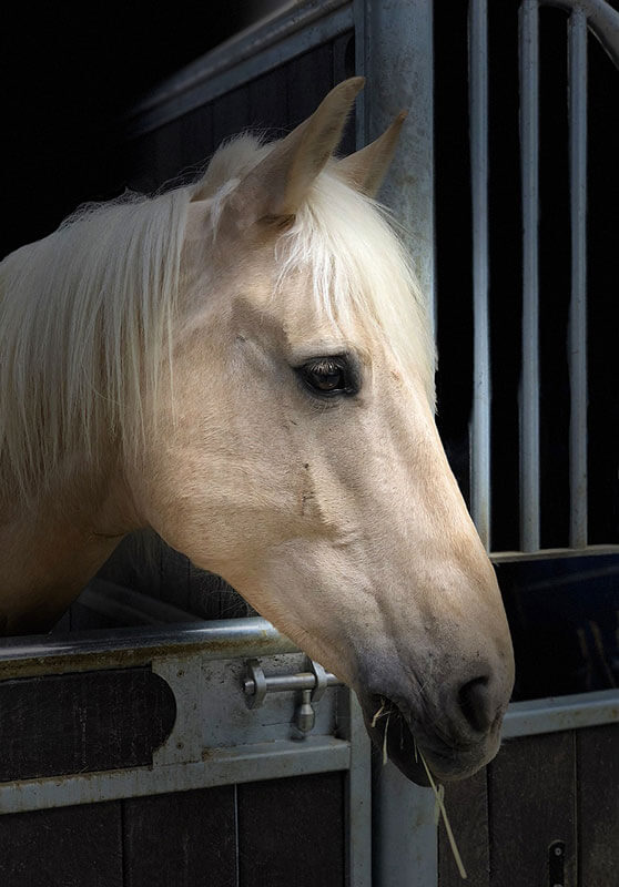 découvrez nos conseils pour vendre votre cheval rapidement et efficacement, en mettant en valeur ses qualités et en ciblant les bons acheteurs.