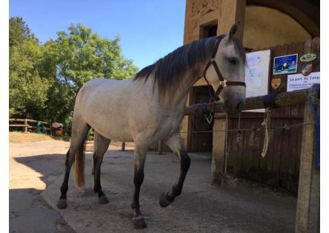 découvrez la vitesse maximale qu’un cheval peut atteindre, les facteurs influençant sa vitesse et les différentes races les plus rapides.